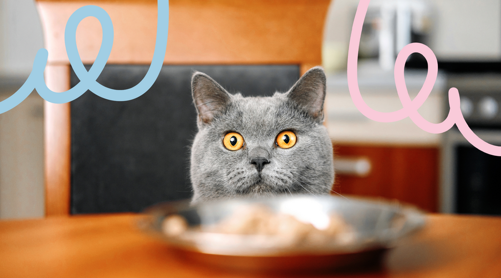 An image of a cat sitting on a table with wide eyes, displaying a curious or surprised expression.