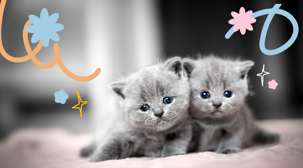 Two fluffy gray kittens cuddled up and resting.