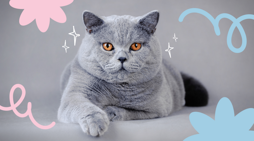 Regal British Shorthair perched on the couch, gazing out the window.