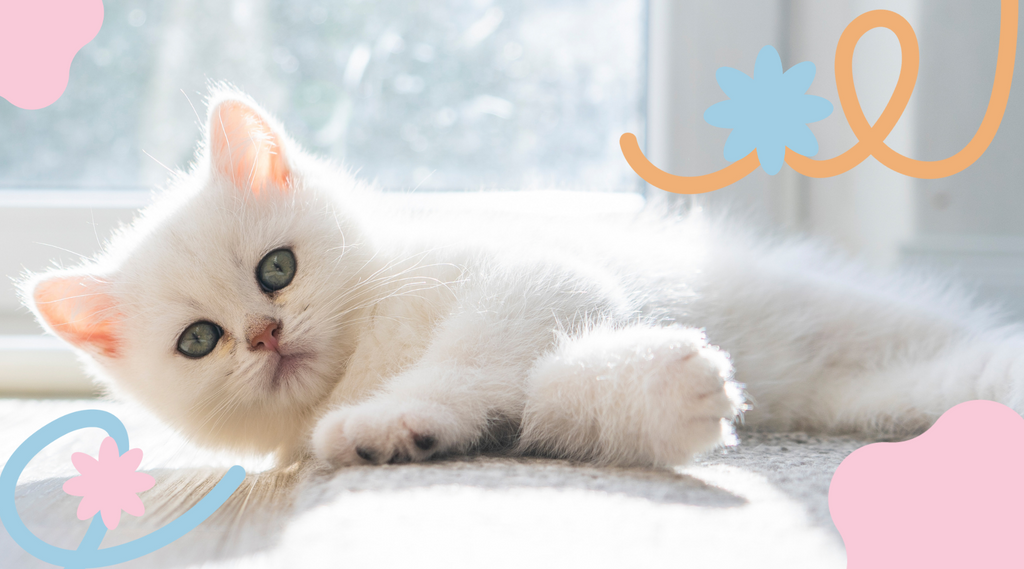 White cat resting comfortably on its side.