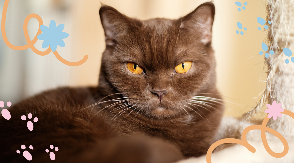 Brown Cat with regal gaze.