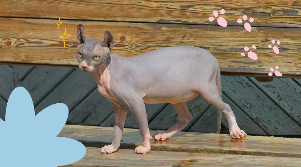 An image of a gray cat standing upright, displaying alertness and curiosity in its posture.