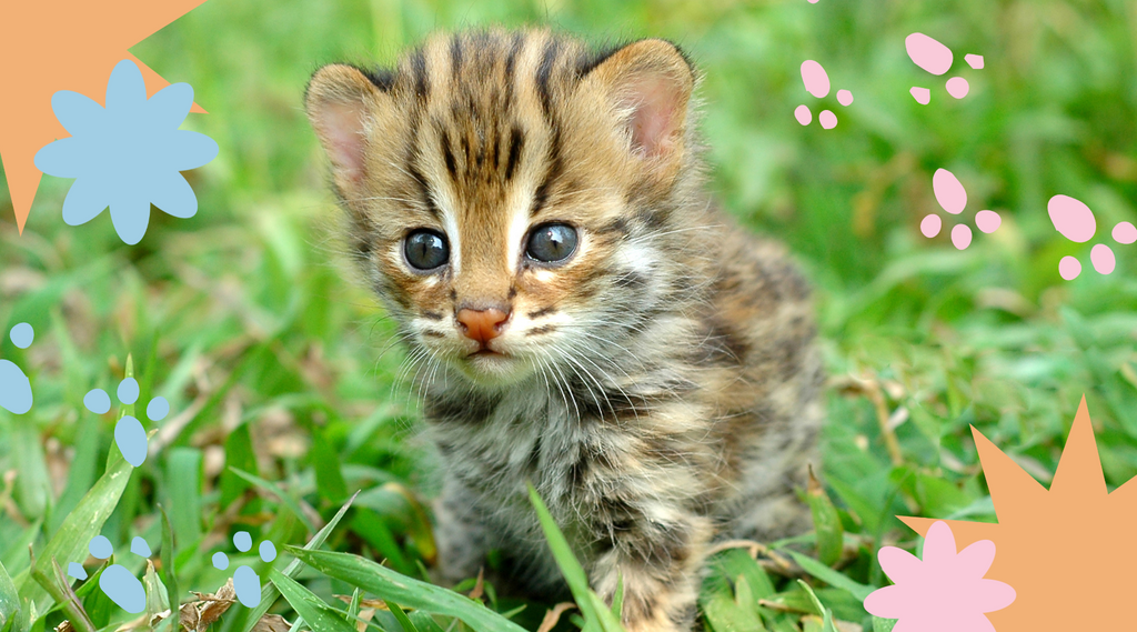 Adorable kitten exploring the great outdoors.