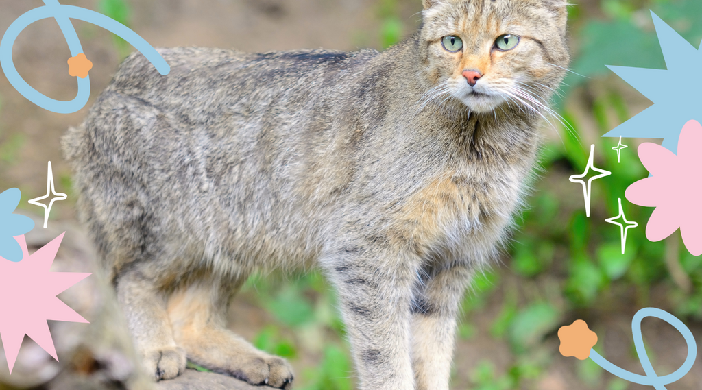 Wild cat enjoying outdoors.