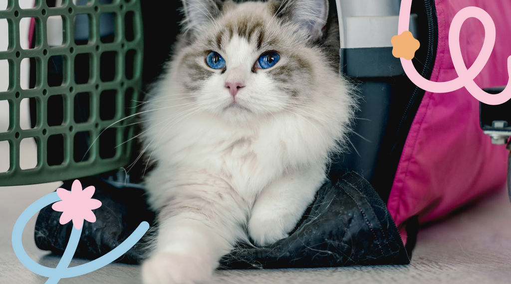 Fluffy cat staring blankly, with gorgeous blue eyes.