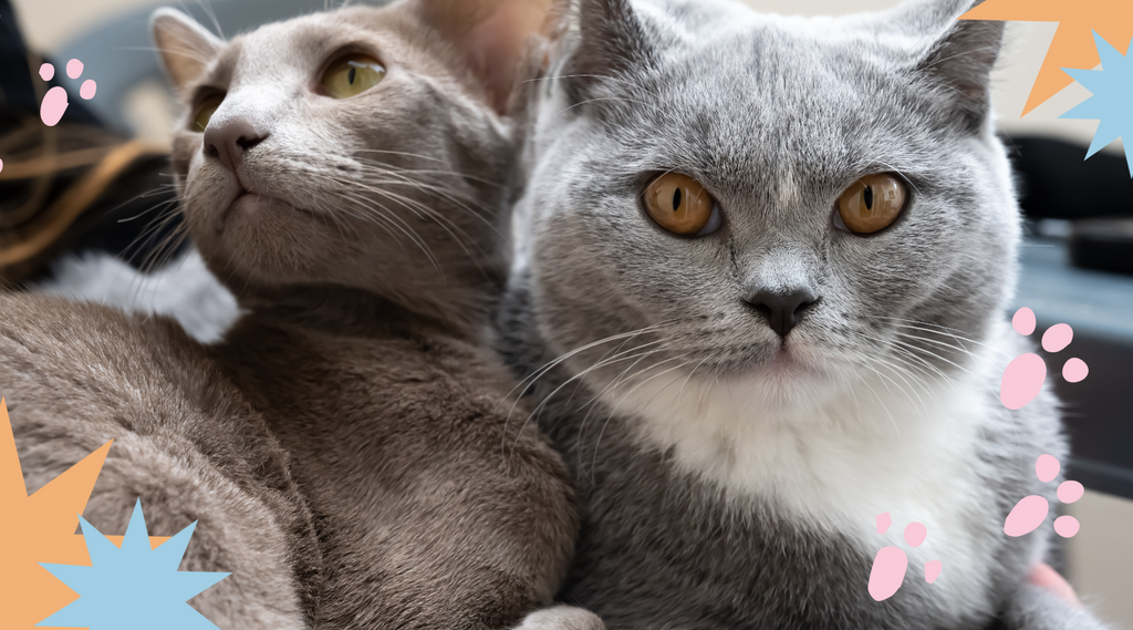 Two feline friends displaying cautious curiosity.