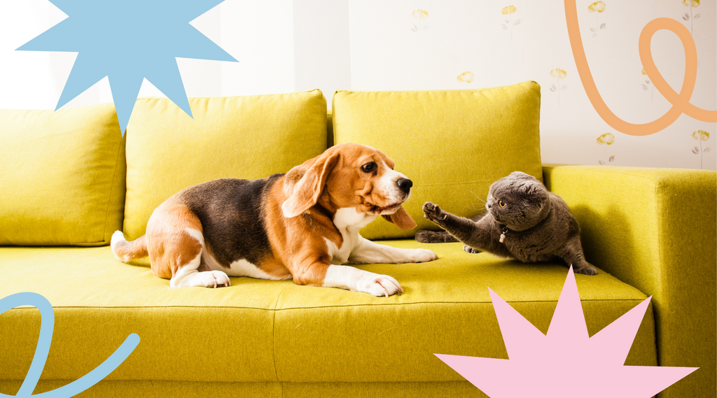 Cat and dog meet cautiously during first introduction at home.