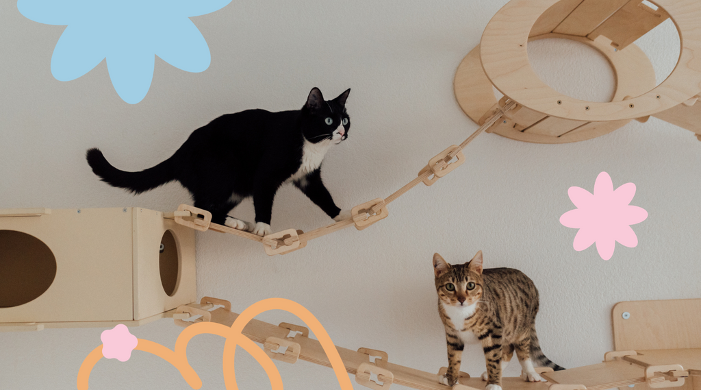 Two cats with different colors, adorably playing.