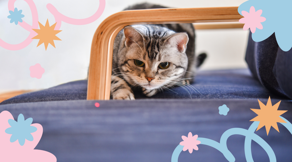 Curious kitty on the comfy couch