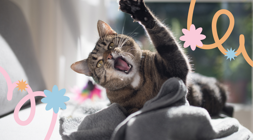 A gray cat pounces on a toy with playful energy