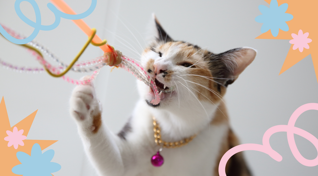 Fancy feline with a necklace enjoys some playtime with a toy