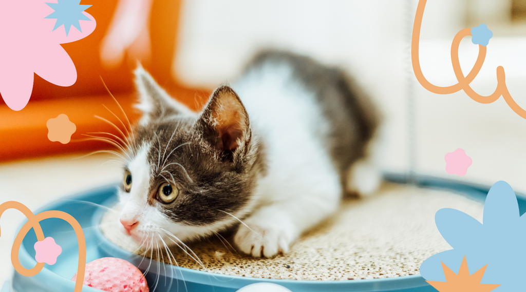 A cat with perked ears and wide eyes checks something out