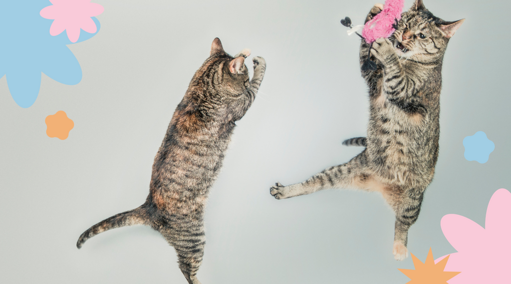 Two cats enjoying playful interaction