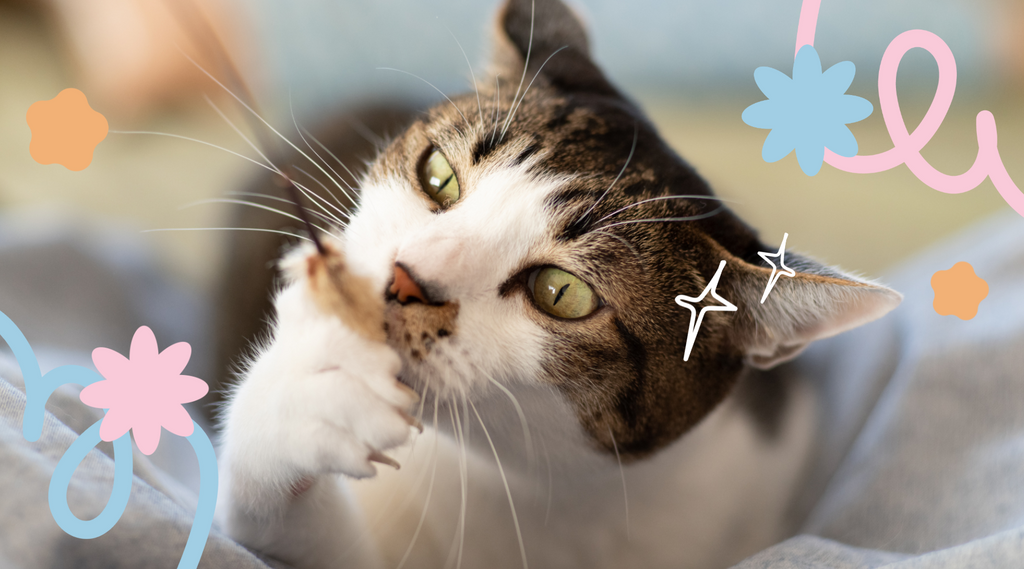 Cat playfully holds a toy feather in its mouth