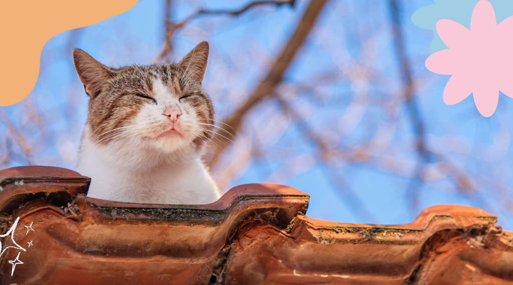 Content cat explores the outdoors with a cheerful expression.