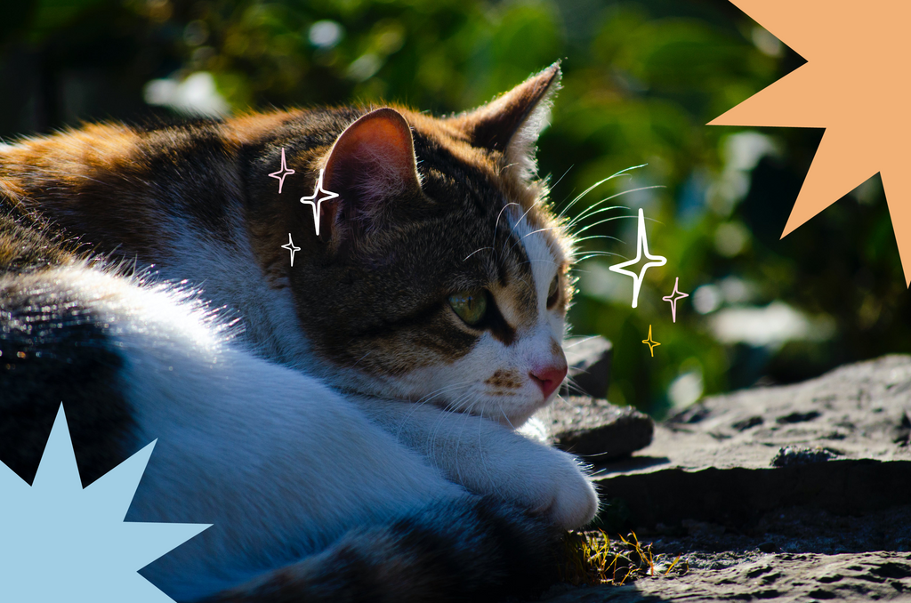 Maine Coon cat basking in the sun and enjoying the fresh air.