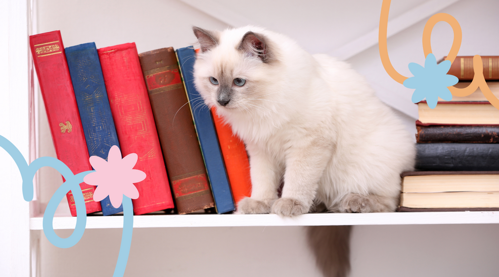Curious cat perched amongst the bookshelves.