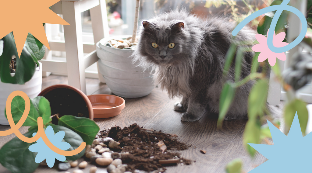 Cat surveying the aftermath of a playful dig.