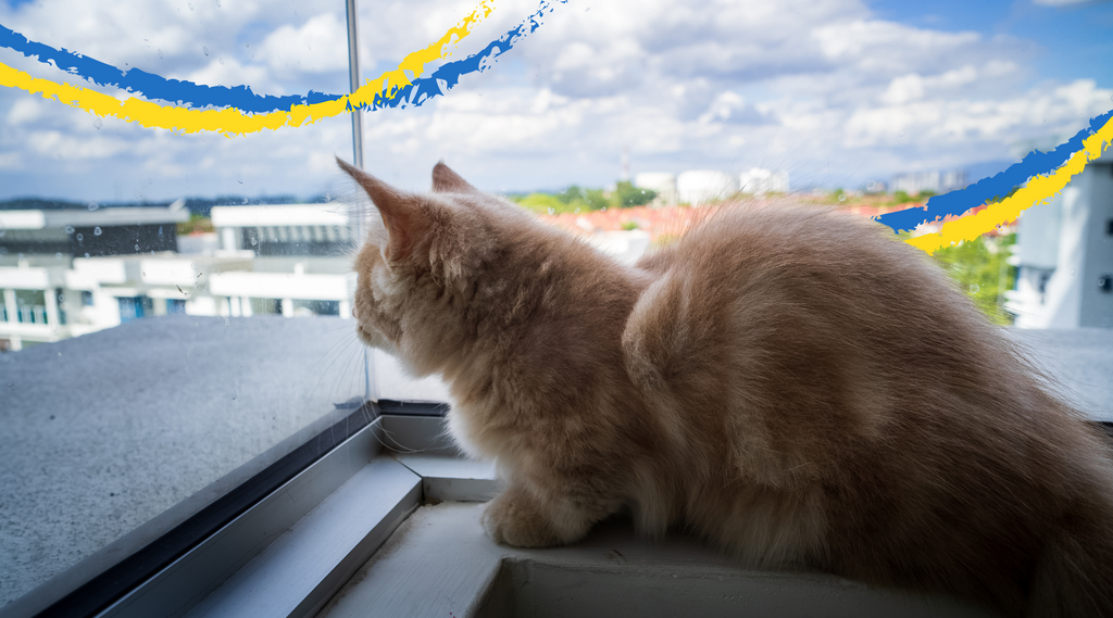 Curious Munchkin cat gazing through the window, eager to explore the world beyond.