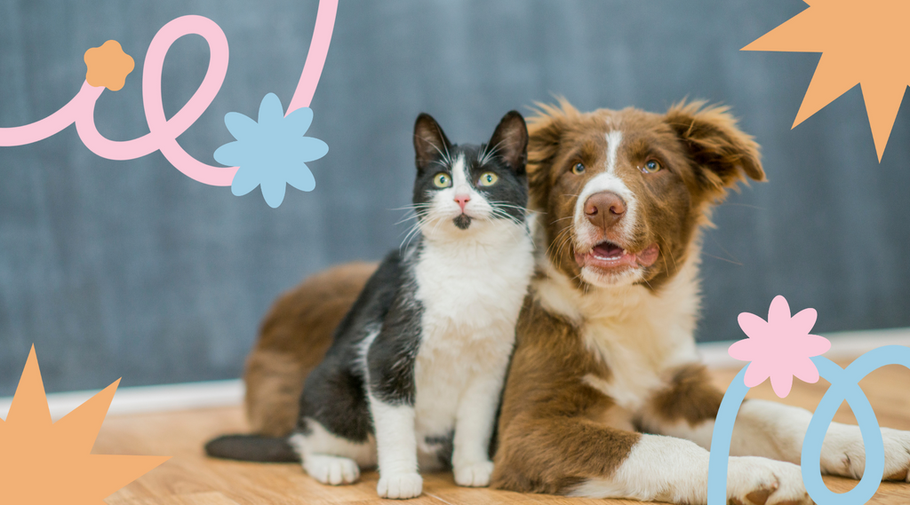 Adorable cat and dog locked in a gaze.