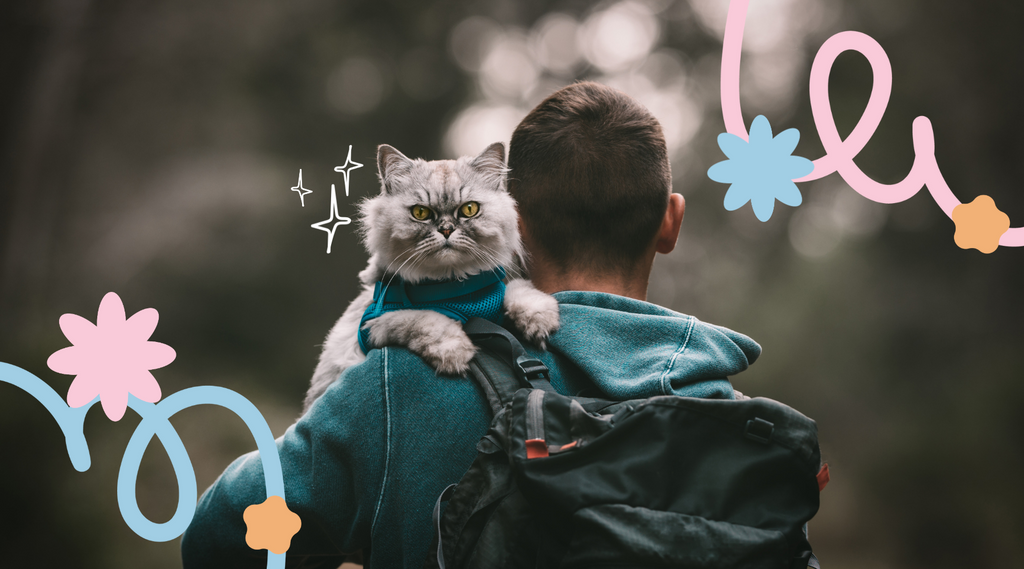 Curious cat peeking out of a backpack with owner on a hike.