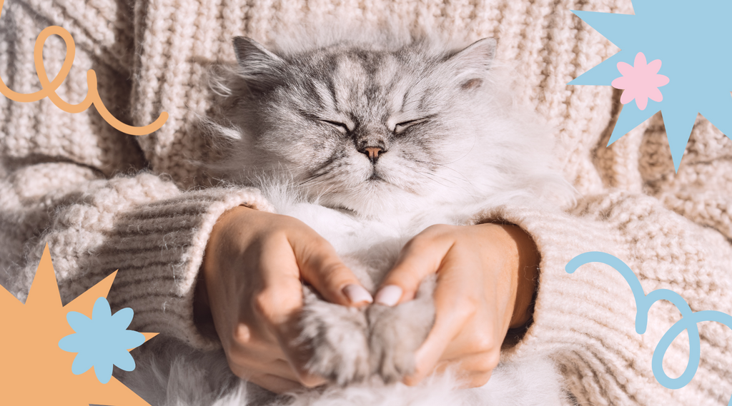 Fluffy cat napping on owner