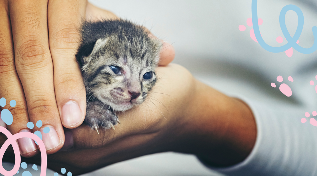 Kitten nestled in owner's hands
