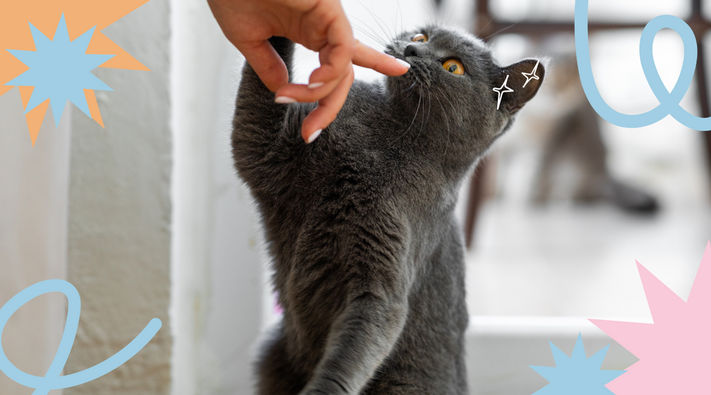 A purebred gray cat enjoying interactive play with its owner's hand