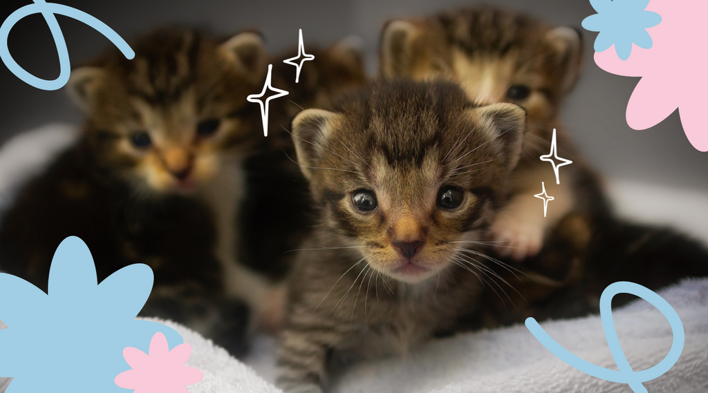 Kittens staring intently.