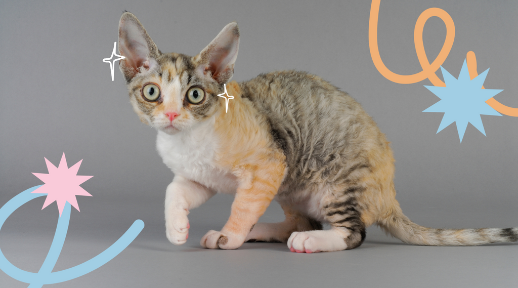 A curious Devon Rex cat.