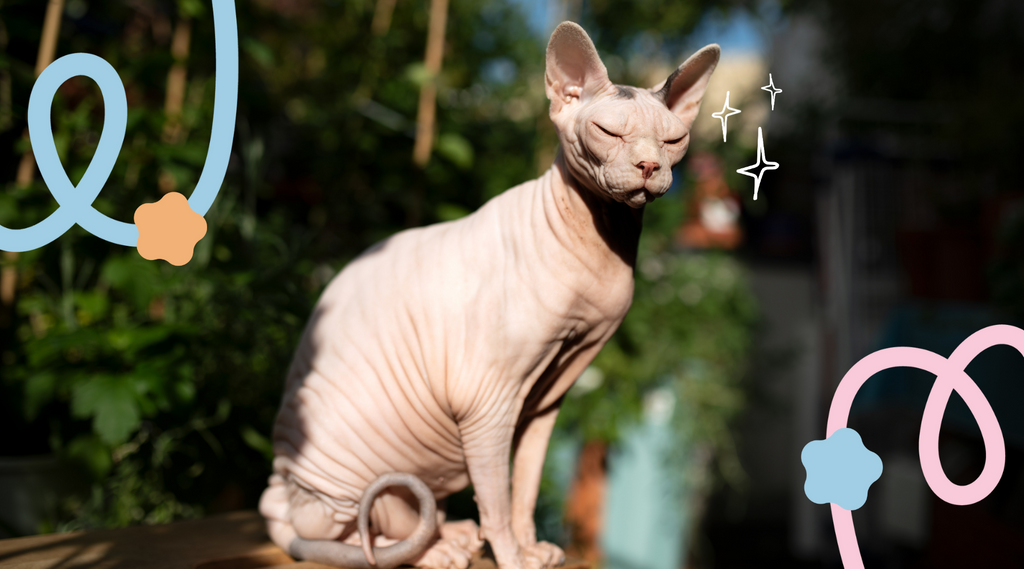 Sphynx cat basking in the sun.