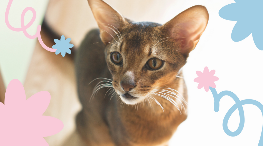 Abyssinian cat with a captivating gaze.