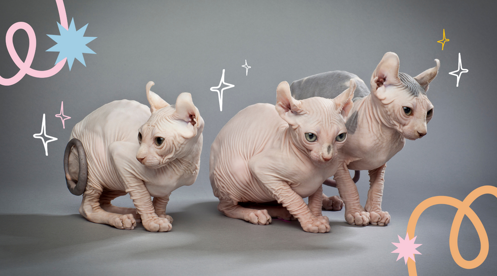 A squad of Sphynx cats.