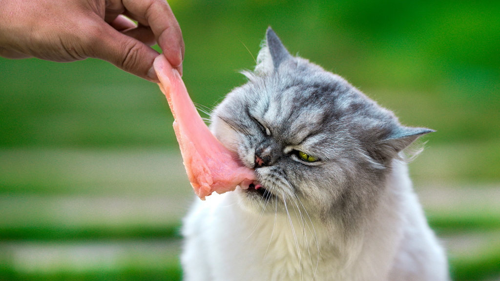 cat eats piece of raw fish