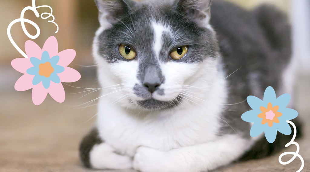 Loaf cat posing with serious face