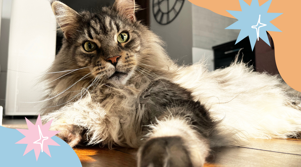 Majestic Maine Coon cat with a long, flowing coat.