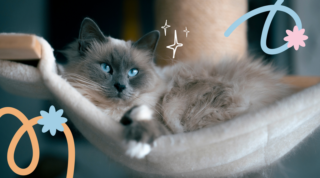 Relaxed Ragdoll cat resting in a comfortable spot.