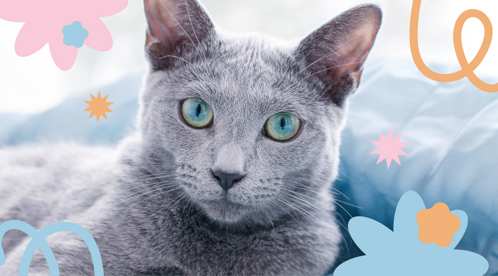 Elegant Russian Blue cat with a shimmering gray coat and emerald eyes.