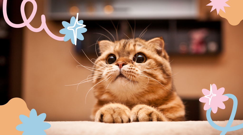 Adorable Scottish Fold kitten with folded ears and a playful expression.