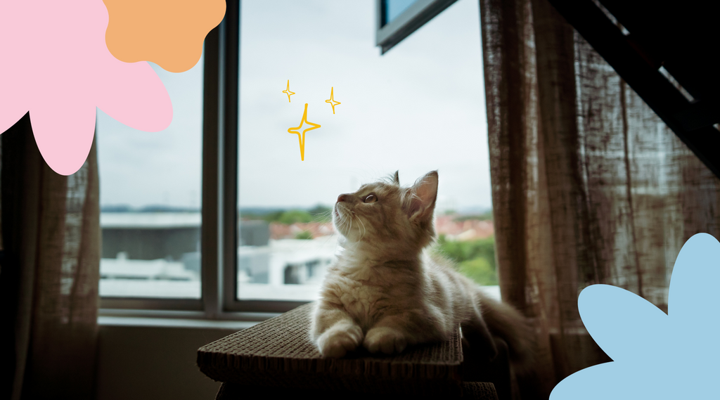 An image of a Munchkin cat looking up with curiosity or interest, its gaze directed upward.