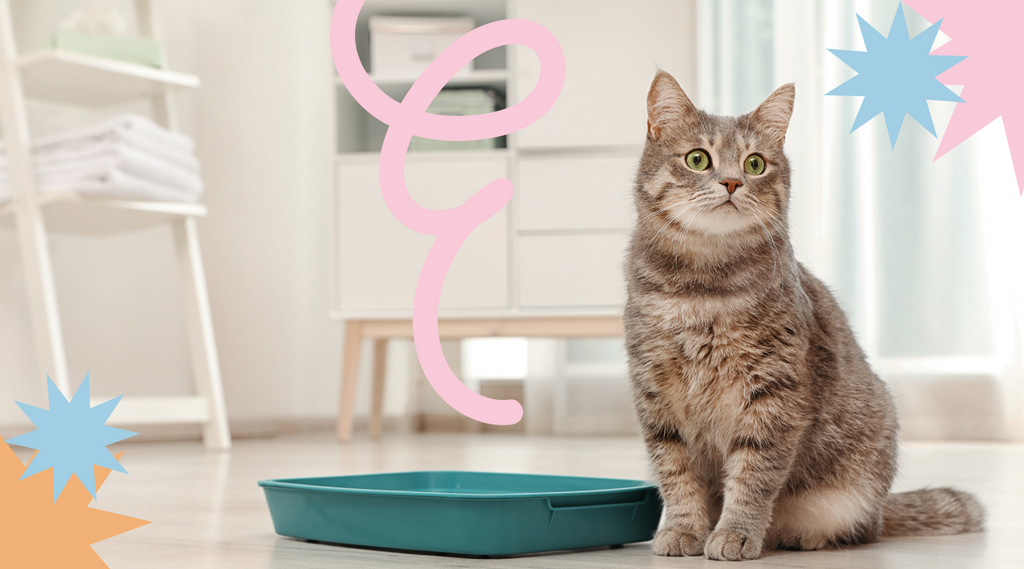 An image of a cat sitting beside a food plate, staring off into the distance with curiosity.