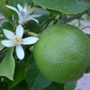 French Lime Blossom Perfume