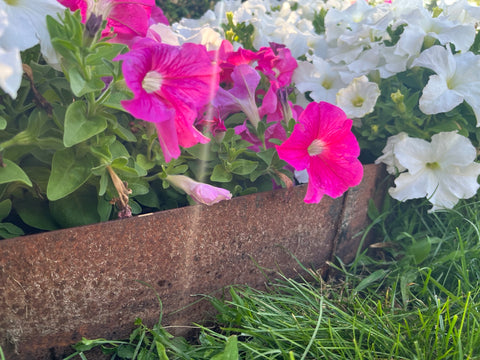 Corten lawn edging