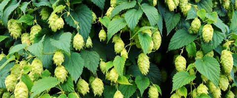 hops Dr Morse