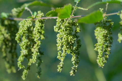 stinging nettle