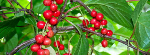 schisandra herb for memory support