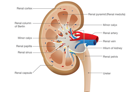 kidney bladder diagram
