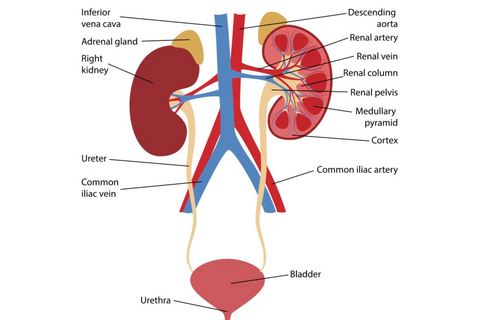 kidney bladder anatomy