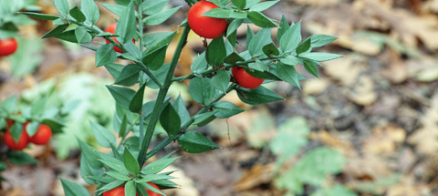  butchers broom herb for memory support