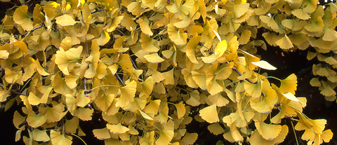 gingko herb for memory support